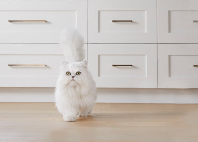 White cat walking in a kitchen