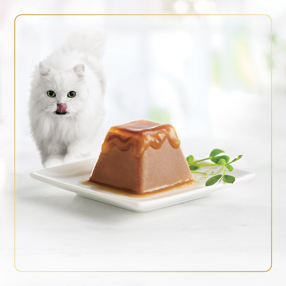 Hungry white cat walking toward a plate of Fancy Feast Gems wet cat food
