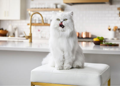 White cat sitting on a stool waiting for a meal