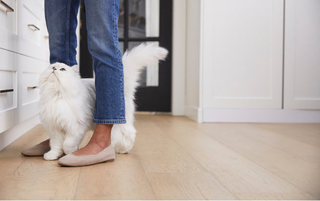 White cat walking between owner's legs