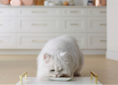 White cat eating from plate in kitchen